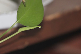 ����Ҷ��