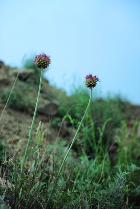 ����ҡҷ�Ļ���