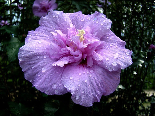 �ոձ���ˮϴ����ľ�Ȼ�