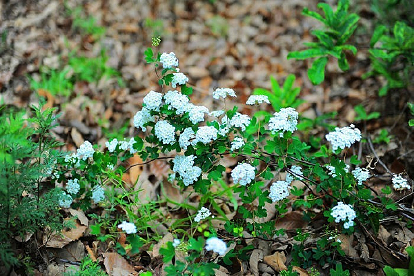 �·�����