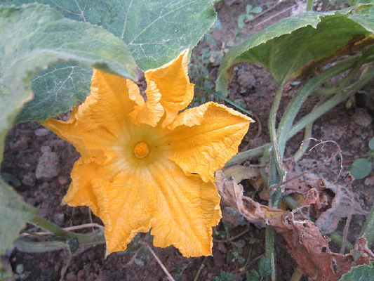 ���ɻ��侲������