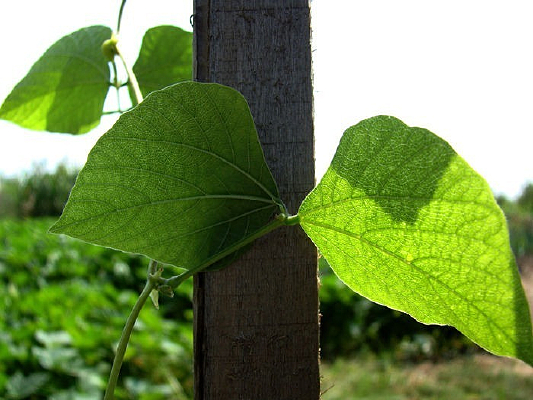 ��Ҷ����