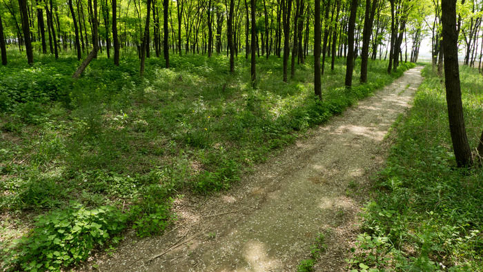 �����е�С·