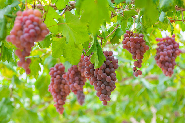 ˮ����������԰