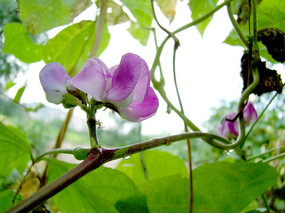 ������Ķ��ǻ�