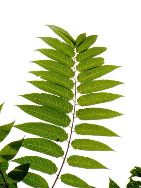 ���ŵ���Ҷ