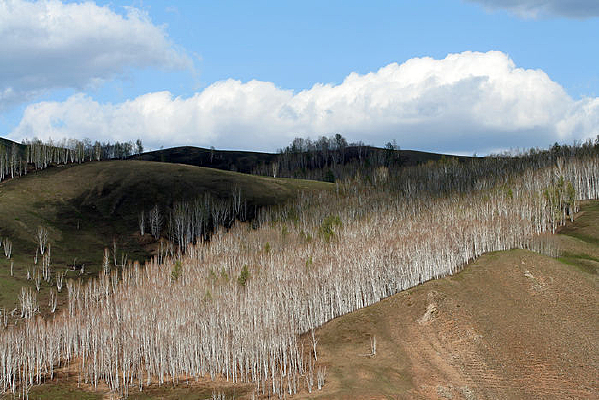 ԭ��̬���ξ���