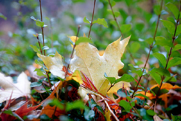 ��Ҷ����