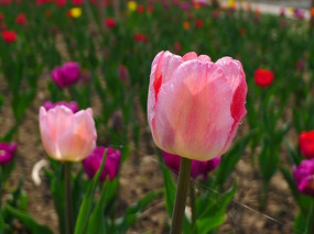 ��¶���������