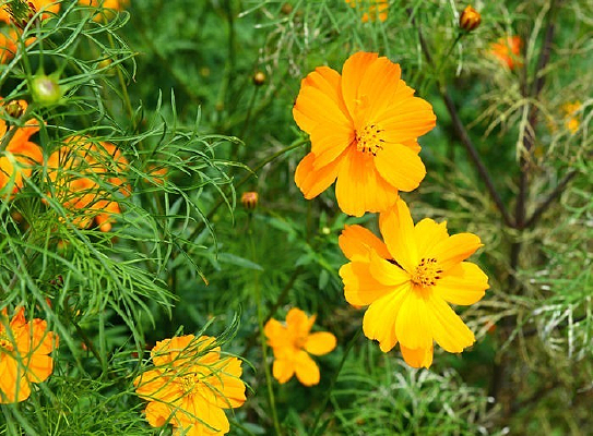 ��ɫ��ɣ��