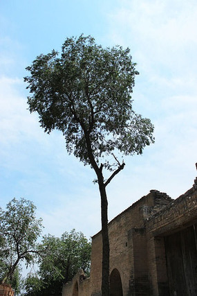 ����ɽ��