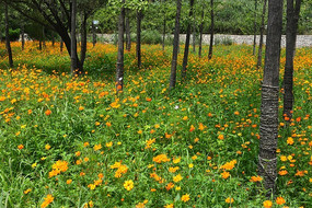 �ּ�ĸ�ɣ��