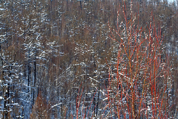 ������ѿ