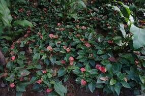 ��Ҷ�еĵ���