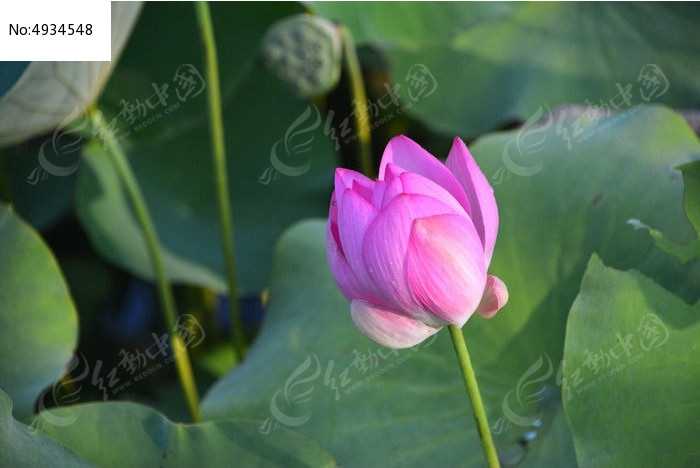 �����ĺɻ�ͼƬ