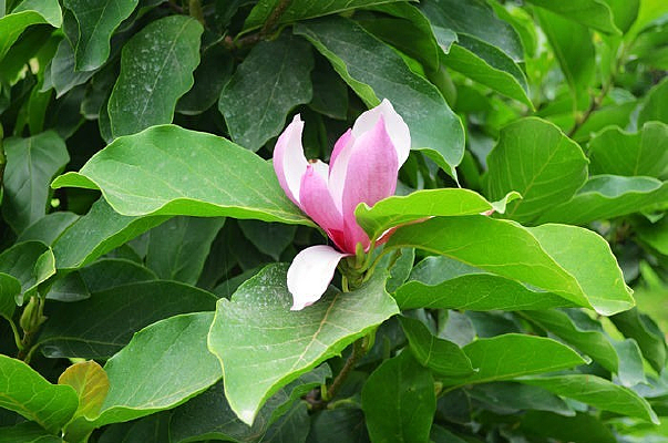 ����԰��Ц��