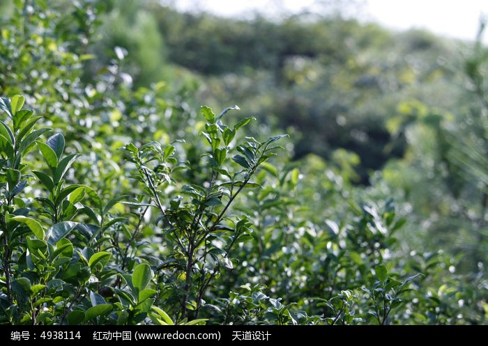 茶树特写高清图片下载_红动中国