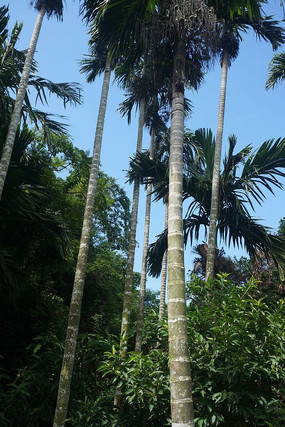 �ߴ�Ҭ����