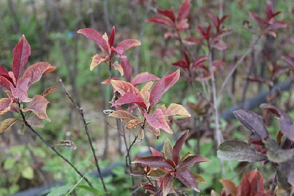 ��Ȼ�����̻�