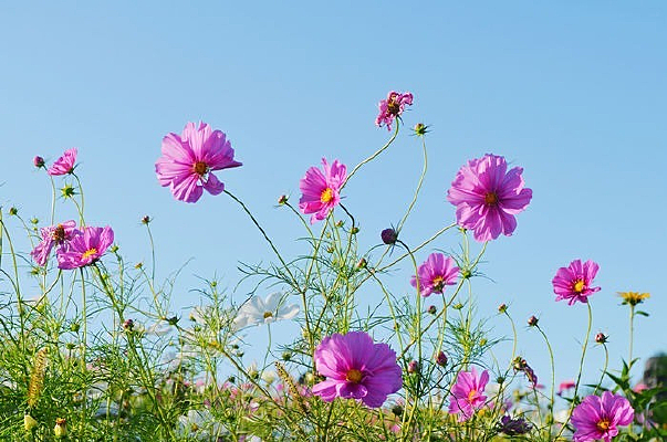 �����ĸ�ɣ��