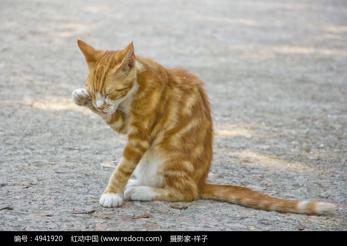 洗脸的猫图片