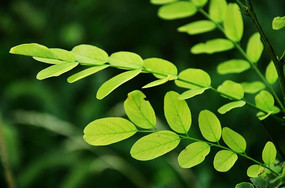 ���̵���Ҷ