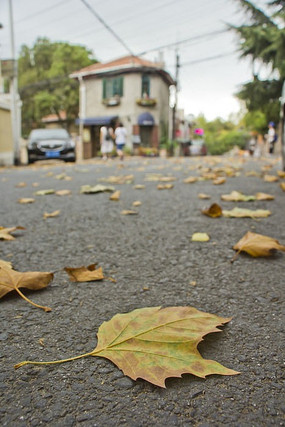 ������ͩҶ