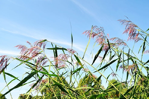 �����µ�«έ