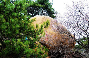 �����ű��ϵ���ʯ