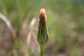 Ұ������