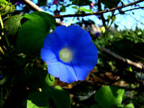 �����������Ȼ�