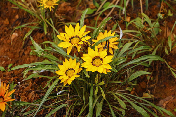 ���ŵĻ�ɫ�ջ�