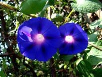 ����������������Ȼ�