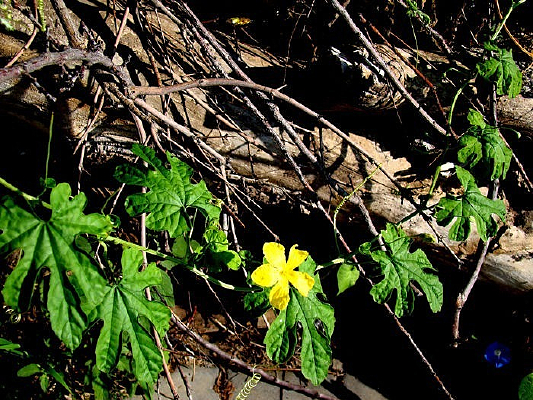 ������Ҷ