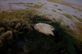 �����ױ걾