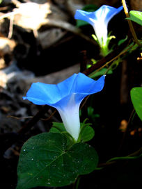 ����ɫ���Ȼ�