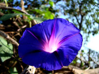 ����������Ȼ�