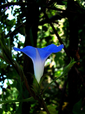 ������ͼƬ