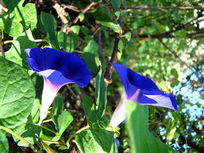 ������ɫ���Ȼ�