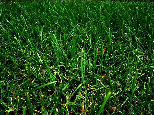 �̲�ֲ�ﱳ��