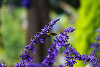 ��ɫ���۷�