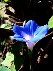 ʢ�������Ȼ�