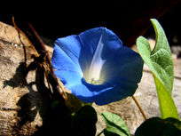 ʯͷ�ϵ����Ȼ�