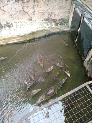 ˮ�е�����