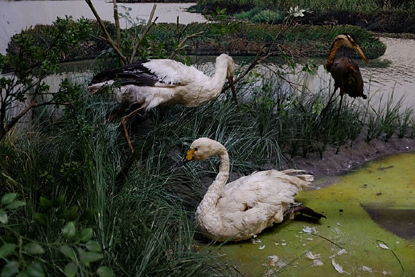 ��������Ÿ�걾