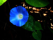 ����ӵ�������Ȼ�