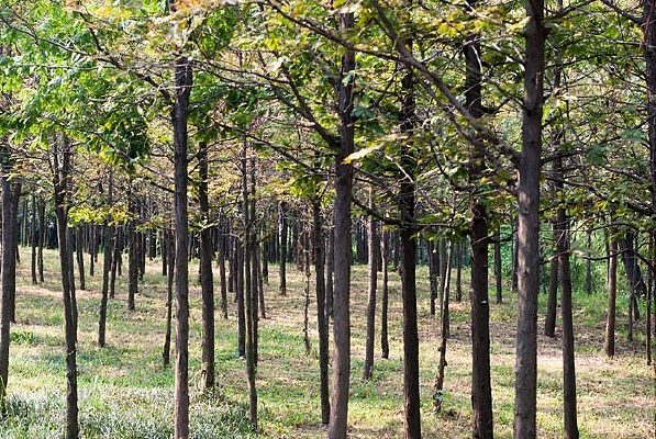 ����ʪ��