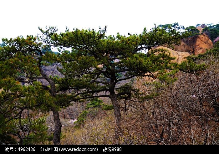 兩棵松樹在天上天景區的山頂上