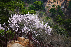 ������ʢ�����һ�������