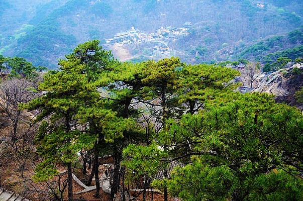 ɽ��������